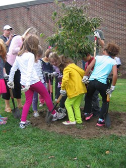 NFL Tree Planting 1