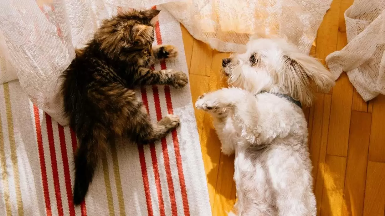 Kitten And Puppy | Pet Care