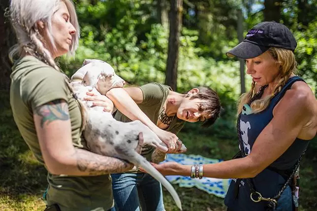 Dog examined by shelter volunteers